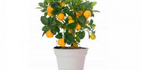 Kako uzgojiti narandžu iz sjemenke kod kuće